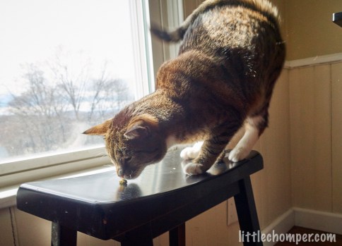 Luna on seat near window about to eat treat