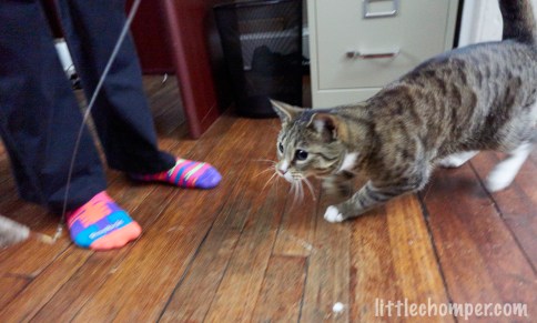 Luna stalking toy mouse side angle