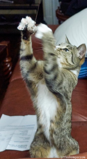 Luna standing grabbing at toy in air