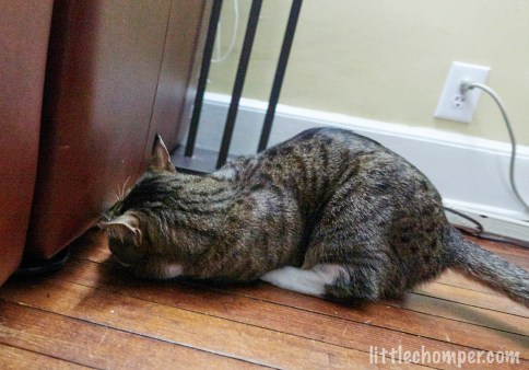 Luna twisted while reaching under sofa