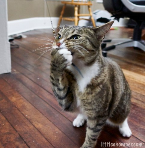 Luna with paw over mouth to keep mouse toy in front view from right