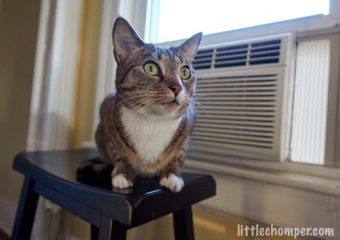 Luna sitting in front of AC looking forward and right