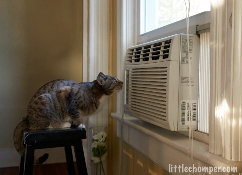 Luna sniffing at control panel of AC