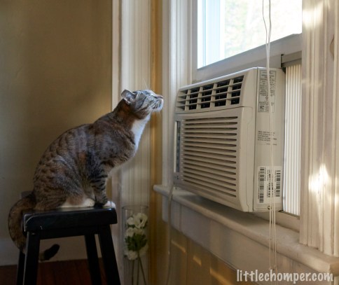 Luna with face in front of AC grill and ears down