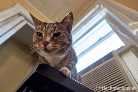 Upward view of Luna on front of AC looking down to left