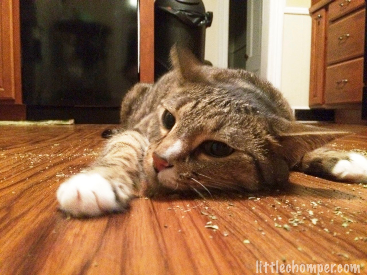 Luna’s big house&nbsp;party