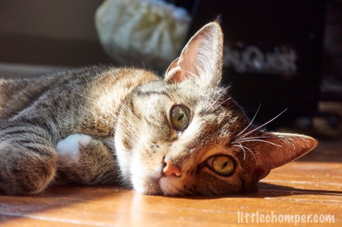 Luna lying in sunbeam with eyes wide looking a bit right close up