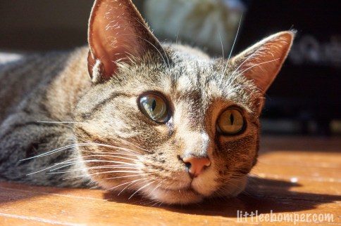 Luna lying in sunbeam with eyes wide looking right close up