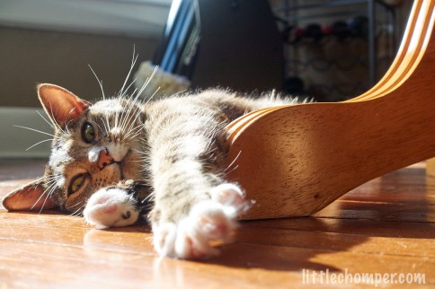 Luna lying in sunbeam with paw stretched over table leg