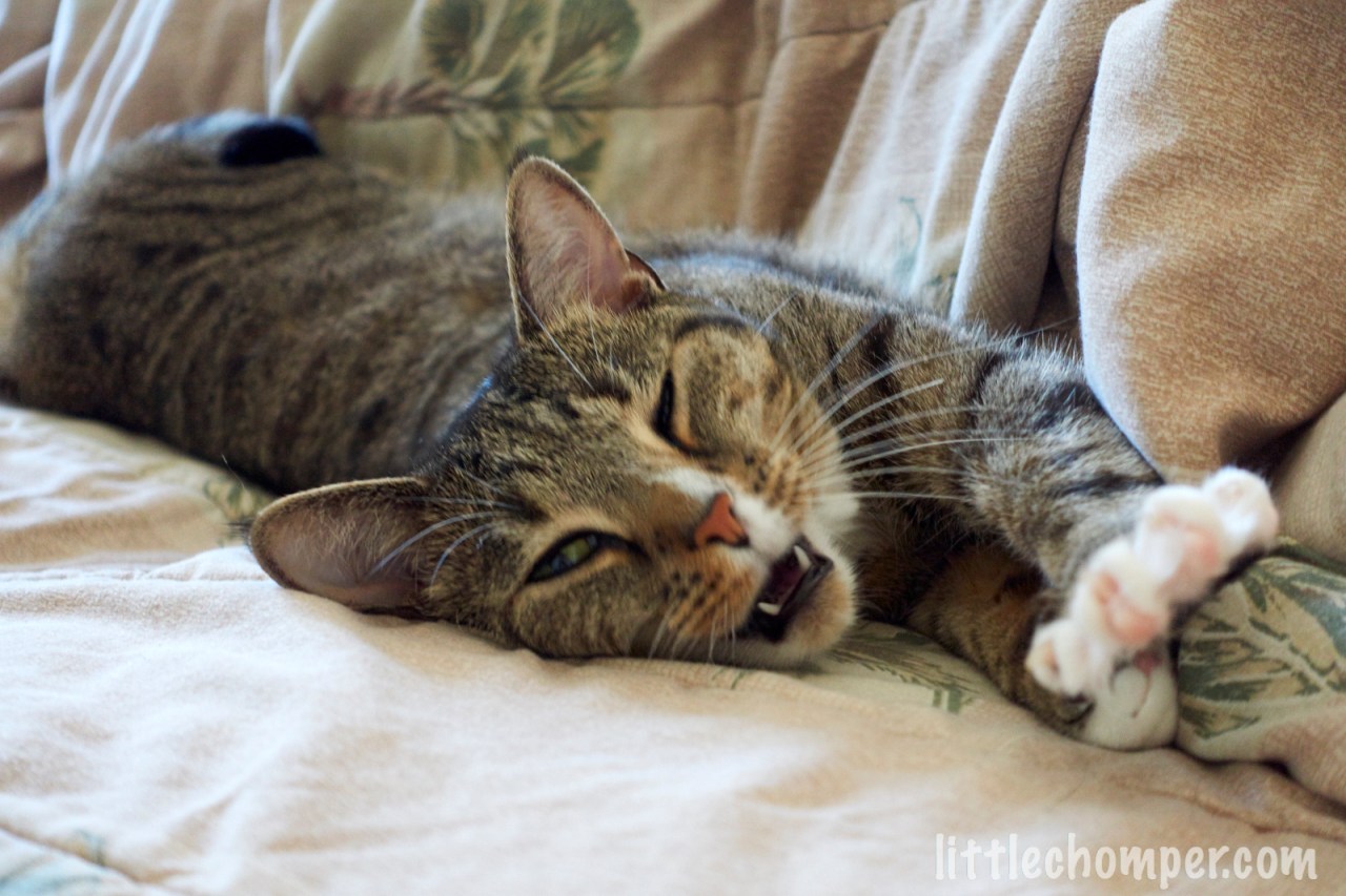 Promote your blog for&nbsp;Luna