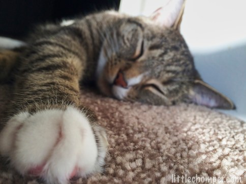 Luna with paw forward and paw in focus