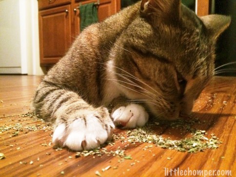 Luna with paw pressed onto catnip while investigating