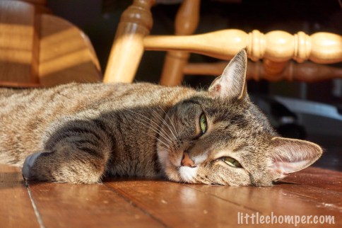 Luna awake while tangled in shadow