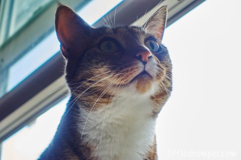 Luna close up backlit by window looking to right