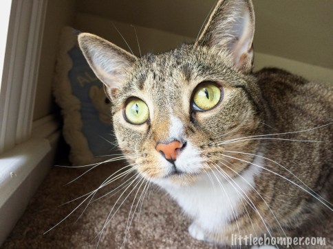 Luna crouched near window looking up with very wide eyes close up