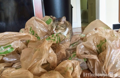 Luna looking over a floor of grocery bags