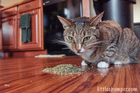 Luna making funny angry face over catnip