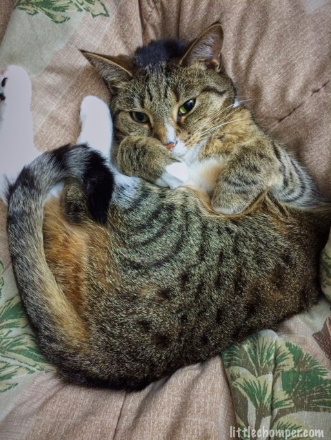 Luna on back on blanket with paws tucked in and feet up to side