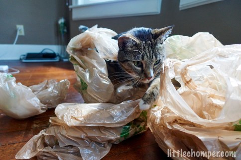 Luna prowling through grocery bags