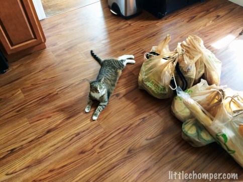 Luna sprawled on floor near grocery bags