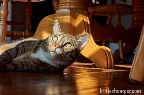 Luna with face lit within shadows and eyes brightly lit