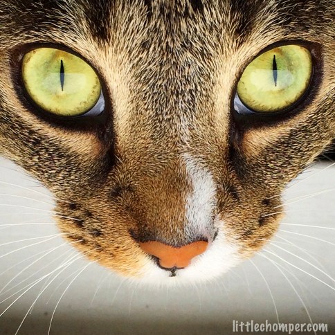 Closeup of Luna's eyes and nose from above