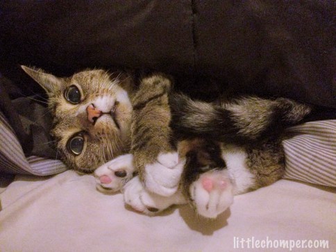 Luna curled up under blanket looking forward with big eyes