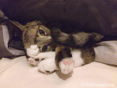 Luna curled up under blanket with paw over top of head peeking out with big eyes