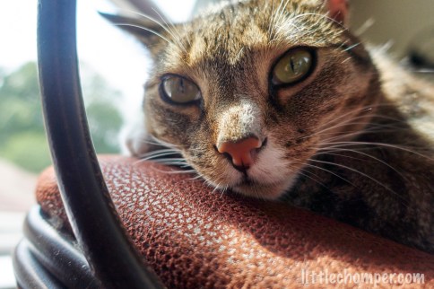 Luna on chair near window close up