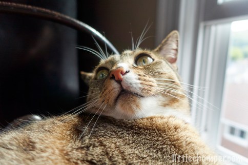 Luna on chair near window looking back and up