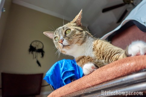 Luna on chair near window with paws to side looking forward with head held up