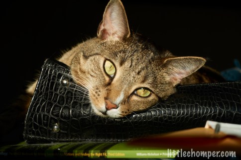 Luna resting head on purse in sun