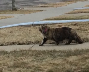 main-qimg-519dca82c0cf082f2f86db2468c187c8