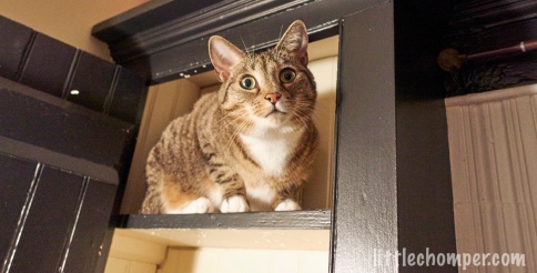 Luna sitting on top shelf of cabinet looking alert