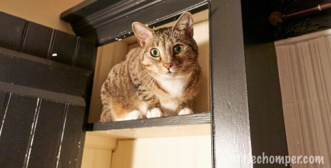 Luna sitting on top shelf of cabinet looking at camera