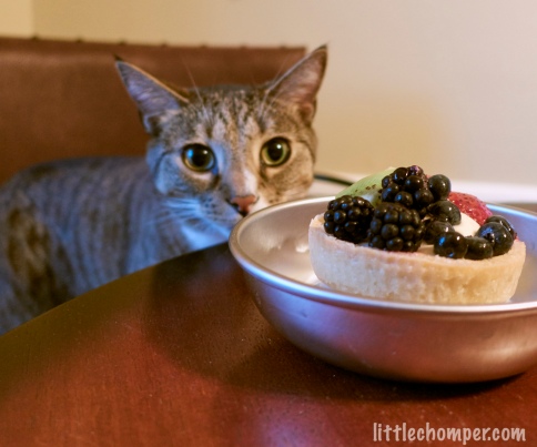 Luna staring at fruit tart