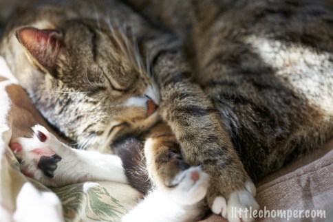 Luna asleep on blanket stretching foot in full focus