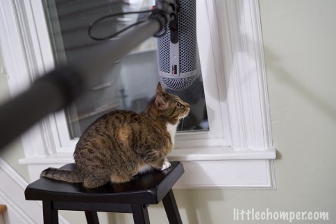 Luna beneath microphone on stool looking to right
