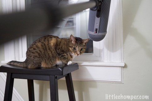 Luna beneath microphone on stool