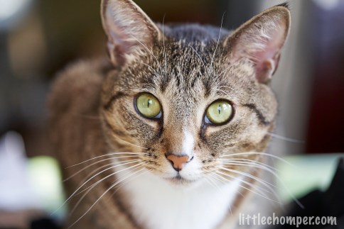 Luna close up looking directly at camera with very wide eyes