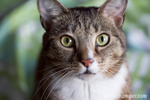 Luna close up staring straight at camera with green and white background