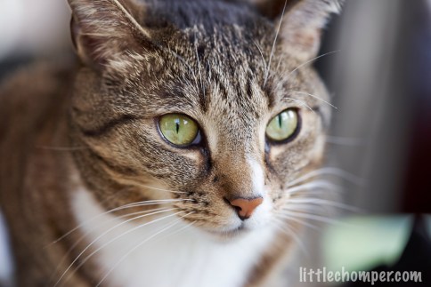 Luna close up with one eye in focus