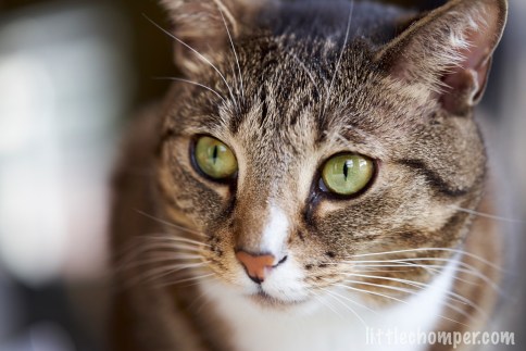 Luna close up with wide eyes looking a bit to the left