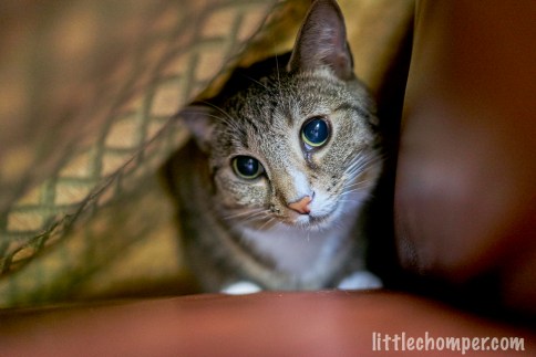 Luna in blanket tent looking at camera with head tilted