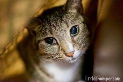 Luna in blanket tent looking left close up