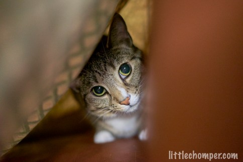 Luna in blanket tent looking right and up