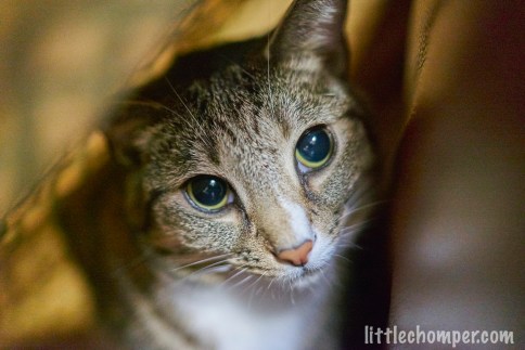 Luna in blanket tent looking stern close up