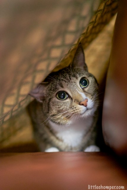 Luna in blanket tent staring forward