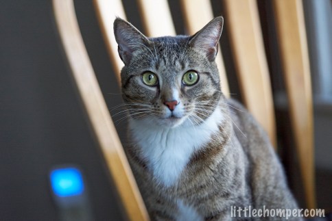 Luna in chair looking staright at camera solemnly
