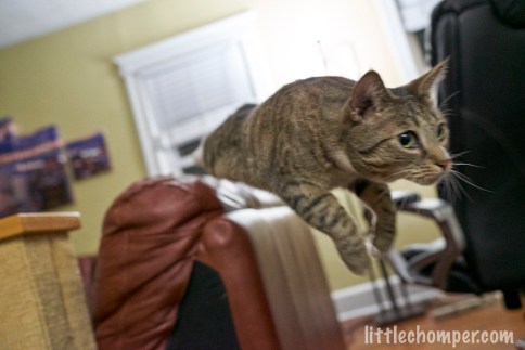 Luna jumping through air toward right